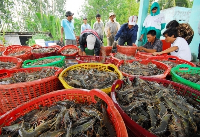 TRÚNG MÙA TRONG GIAI ĐOẠN TÔM RỚT GIÁ