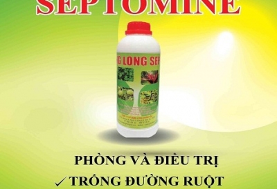 PHÒNG VÀ ĐIỀU TRỊ BỆNH XUẤT HUYẾT ĐƯỜNG RUỘT TRÊN TÔM