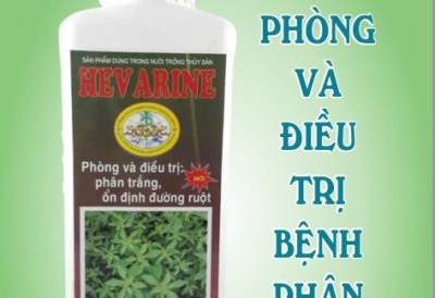 BẾN TRE: ĐIỀU TRỊ THÀNH CÔNG BỆNH PHÂN TRẮNG TRÊN TÔM