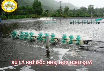 NHỮNG ĐIỀU CẦN BIẾT VỀ KHÍ ĐỘC NH3 VÀ NO2