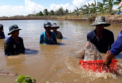  SỬ DỤNG THẢO DƯỢC TRONG NUÔI TRỒNG THỦY SẢN CÓ THỰC SỰ HIỆU QUẢ???   