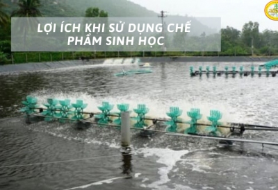 LỢI ÍCH KHI SỬ DỤNG CHẾ PHẨM SINH HỌC TRONG NUÔI TRỒNG THỦY SẢN