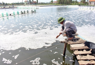 PHÒNG BỆNH CHO TÔM NUÔI TRONG THỜI TIẾT NẮNG NÓNG KÉO DÀI