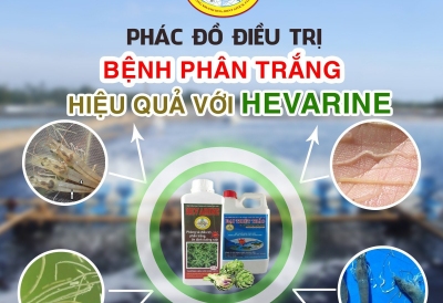 PHÁC ĐỒ PHÒNG VÀ ĐIỀU TRỊ BỆNH PHÂN TRẮNG - GIẢI PHÁP TỪ THẢO DƯỢC