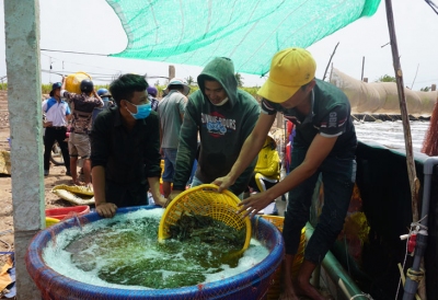 Bấp bênh thị trường nuôi tôm thương phẩm