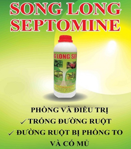 SONG LONG SEPTOMINE - ĐIỀU TRỊ HOẠI TỬ, XUẤT HUYẾT, PHỒNG ĐỎ ĐƯỜNG RUỘT 