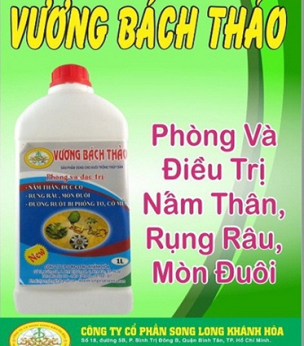 VƯƠNG BÁCH THẢO - ĐIỀU TRỊ NẤM THÂN, ĐỤC CƠ, ĐƯỜNG RUỘT PHỒNG TO VÀ CÓ MỦ